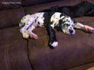 Great Dane Puppy for sale in Mountain Home, AR, USA