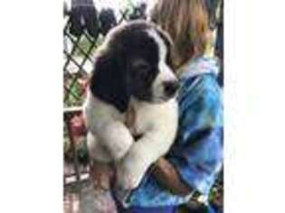 Saint Bernard Puppy for sale in Schenectady, NY, USA