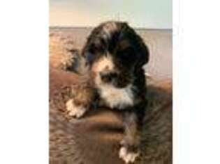 Mutt Puppy for sale in West Chester, PA, USA