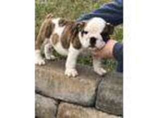 Bulldog Puppy for sale in Westminster, MD, USA