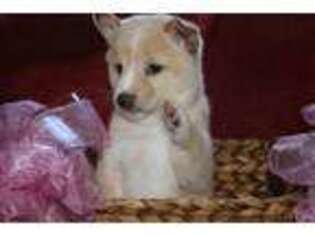 Shiba Inu Puppy for sale in Kingsville, MO, USA