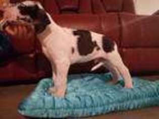Great Dane Puppy for sale in Kyle, TX, USA