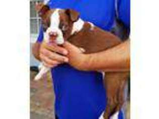 Boston Terrier Puppy for sale in Apollo Beach, FL, USA