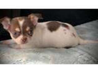 Chihuahua Puppy for sale in Plaistow, NH, USA