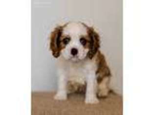 Cavalier King Charles Spaniel Puppy for sale in Coleman, OK, USA