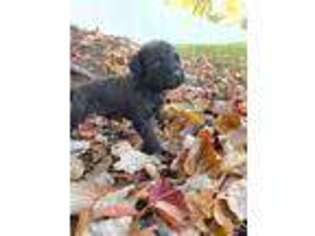 Labradoodle Puppy for sale in Peoria, IL, USA