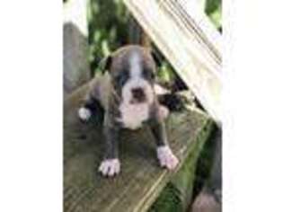 Boston Terrier Puppy for sale in Alma, GA, USA