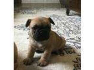 French Bulldog Puppy for sale in Watervliet, MI, USA