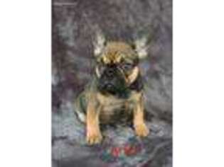 French Bulldog Puppy for sale in Basehor, KS, USA