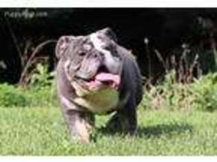 Bulldog Puppy for sale in Albany, OH, USA