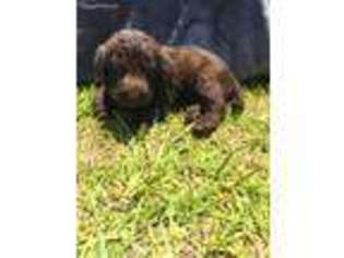 Labradoodle Puppy for sale in Richlands, NC, USA