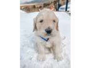 Goldendoodle Puppy for sale in Laketown, UT, USA