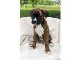 Boxer Puppy for sale in Wakarusa, IN, USA