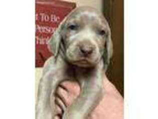 Weimaraner Puppy for sale in Springfield, OH, USA