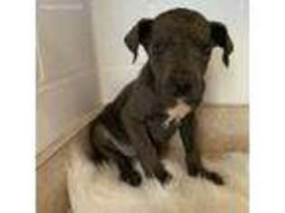 Great Dane Puppy for sale in Shreve, OH, USA