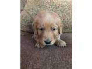 Golden Retriever Puppy for sale in Quincy, CA, USA