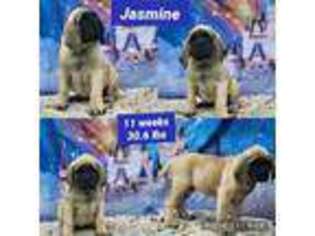 Mastiff Puppy for sale in Shepherdsville, KY, USA