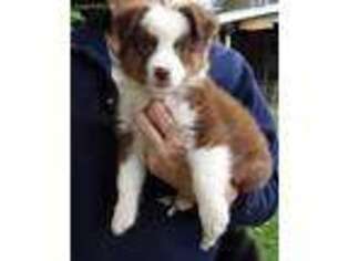Australian Shepherd Puppy for sale in Chase, MI, USA