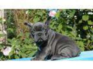 French Bulldog Puppy for sale in Milton, MA, USA