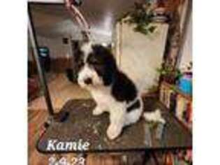 Saint Berdoodle Puppy for sale in Loon Lake, WA, USA
