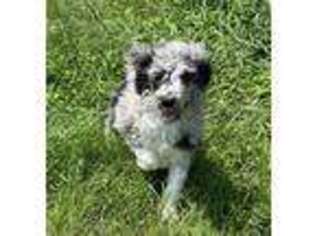 Mutt Puppy for sale in Clarksburg, WV, USA