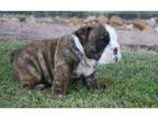 Bulldog Puppy for sale in Fayetteville, NC, USA