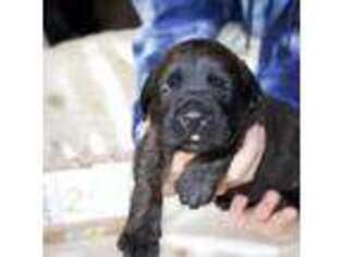 Mastiff Puppy for sale in Peyton, CO, USA