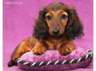 Dachshund Puppy for sale in Kingston, OK, USA