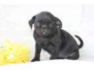 Pug Puppy for sale in Whiteville, TN, USA