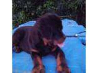 Rottweiler Puppy for sale in Tuscaloosa, AL, USA