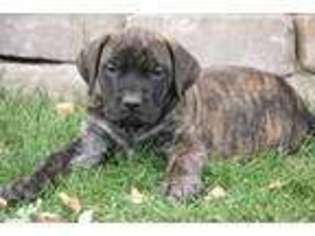 Mastiff Puppy for sale in Plummer, ID, USA