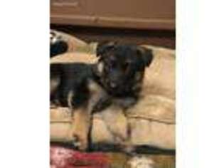 German Shepherd Dog Puppy for sale in Hudson, CO, USA
