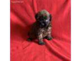 Soft Coated Wheaten Terrier Puppy for sale in Longton, KS, USA