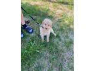Labradoodle Puppy for sale in West Des Moines, IA, USA