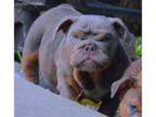 Bulldog Puppy for sale in Frederick, MD, USA