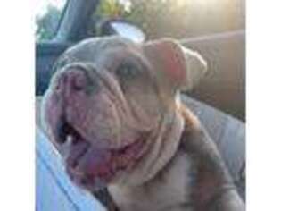 Bulldog Puppy for sale in Franklin, OH, USA