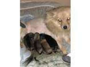 Pomeranian Puppy for sale in East Stroudsburg, PA, USA