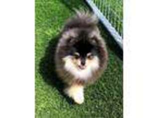 Pomeranian Puppy for sale in Lakeside, CA, USA