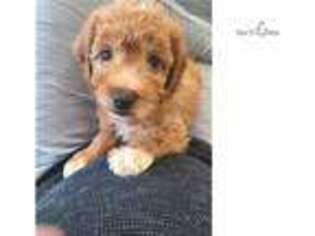 Mutt Puppy for sale in Lexington, KY, USA