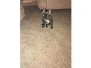French Bulldog Puppy for sale in Voorhees, NJ, USA