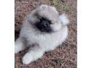 Pomeranian Puppy for sale in Dayton, OR, USA