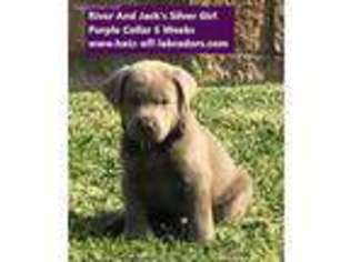 Labrador Retriever Puppy for sale in Norco, CA, USA