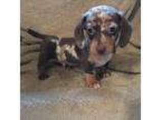 Dachshund Puppy for sale in Fort Ann, NY, USA