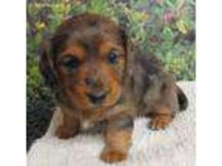 Dachshund Puppy for sale in Lebanon, MO, USA