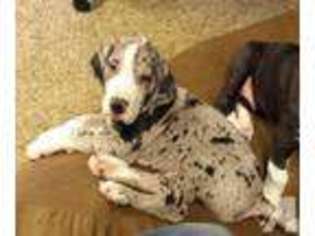 Great Dane Puppy for sale in HAVILAND, OH, USA