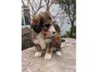 Mutt Puppy for sale in Peru, IN, USA