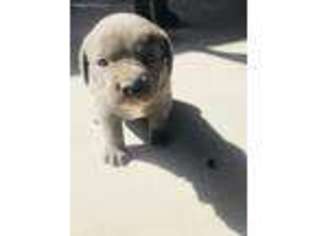 Cane Corso Puppy for sale in Yucca Valley, CA, USA