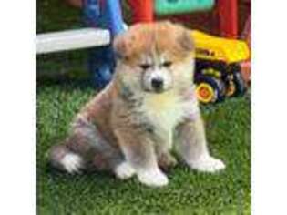 Akita Puppy for sale in Los Angeles, CA, USA