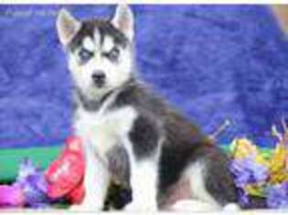 Siberian Husky Puppy for sale in Bird In Hand, PA, USA