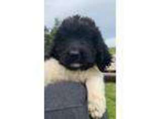 Newfoundland Puppy for sale in Lowry City, MO, USA
